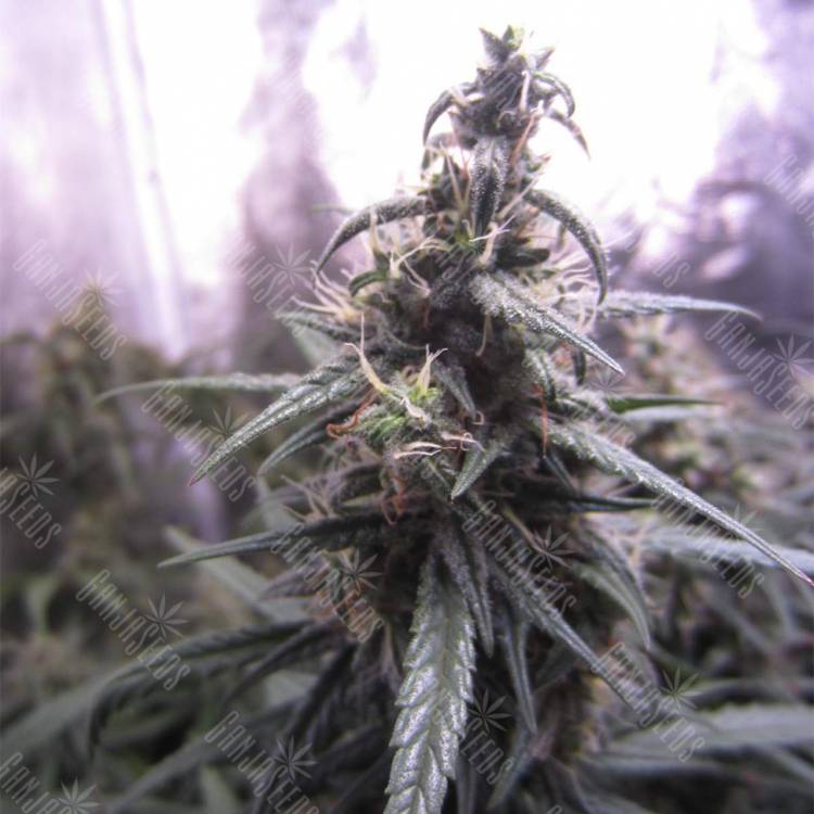 семена конопли автоцвет Auto Blue Mystic feminised Nirvana Seeds
