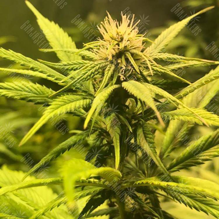 семена конопли курьером Power Flower feminised Royal Queen