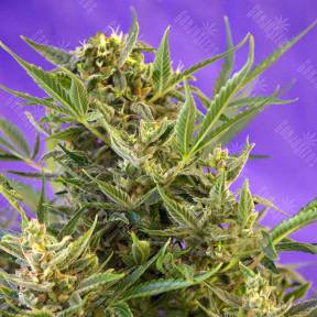 Double White feminised Sweet Seeds
