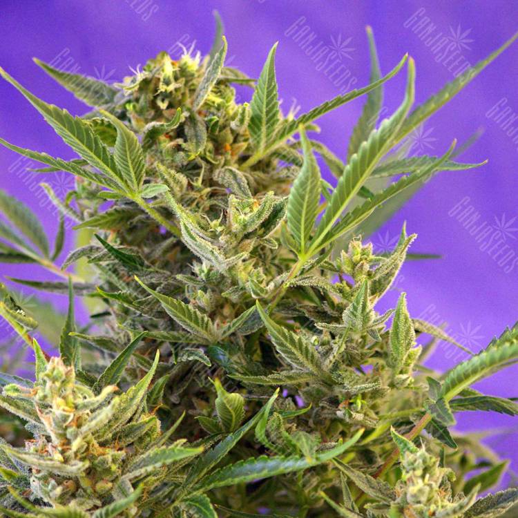 семена конопли элитных сортов Double White feminised Sweet Seeds