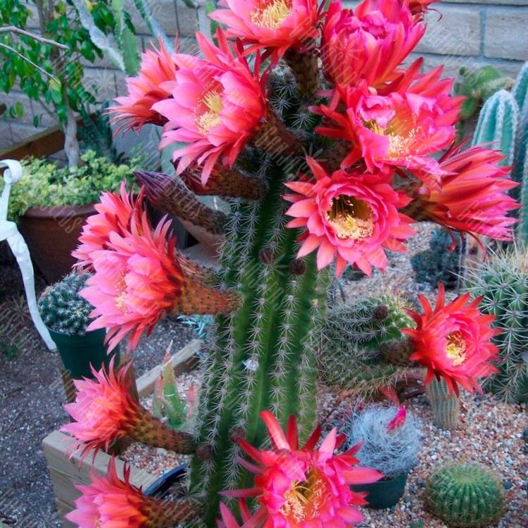 Семена кактусов Trichocereus hybrid Семена кактусов Trichocereus hybrid