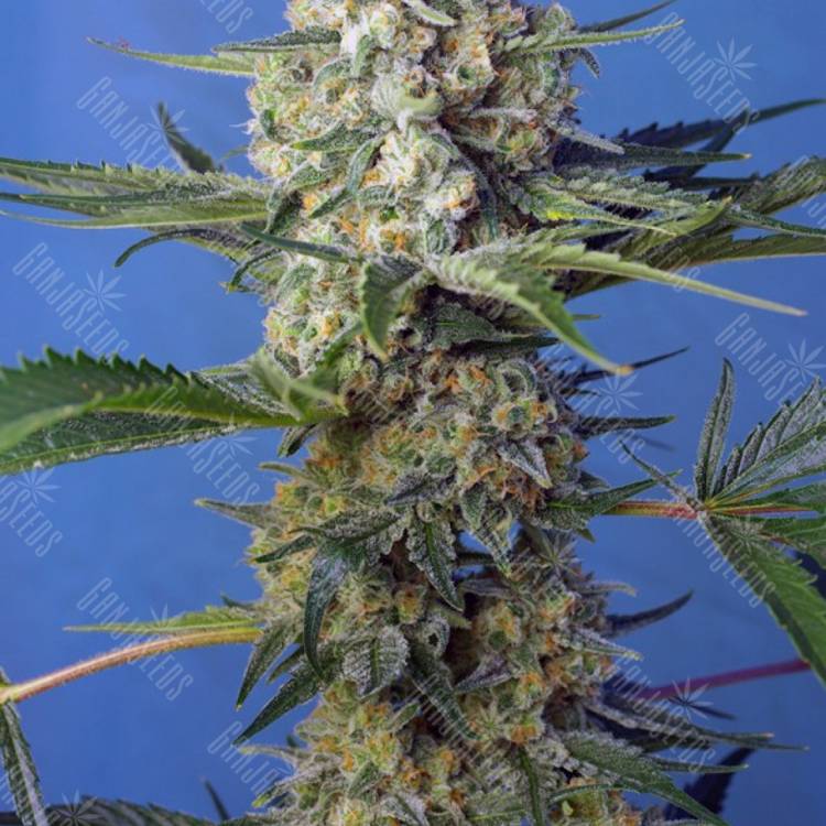 семена конопли сорта Crystal Candy feminised Ganja Seeds Fast Version
