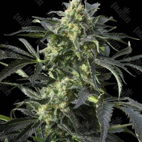 Cool Rasta feminised Ganja Seeds