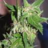 Durban Poison feminised Dutch Passion Seeds