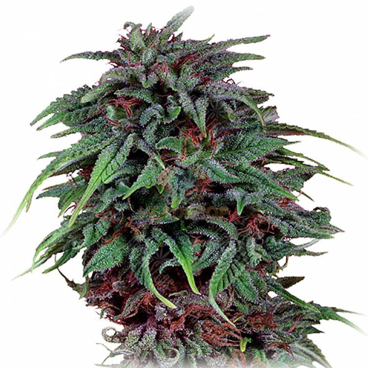 Durban Poison feminised Dutch Passion Seeds