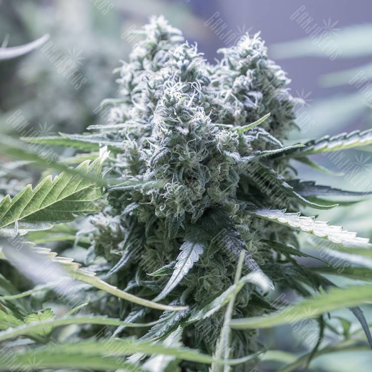 купить в России Auto Critical + 2.0 feminised