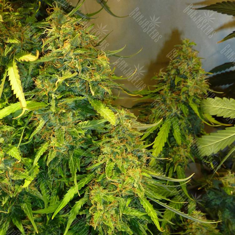 семена конопли интернет магазин Fast Bud regular Ganja Seeds семена конопли интернет магазин Fast Bud regular Ganja Seeds