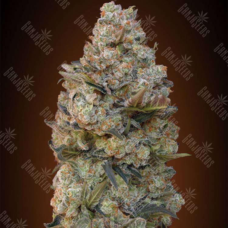 семена индийской конопли Female Collection №1 feminised 00 Seeds
