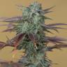 заказ семян конопли Москва Lemon Kush Headband feminised Humboldt Seeds заказ семян конопли Москва Lemon Kush Headband feminised Humboldt Seeds