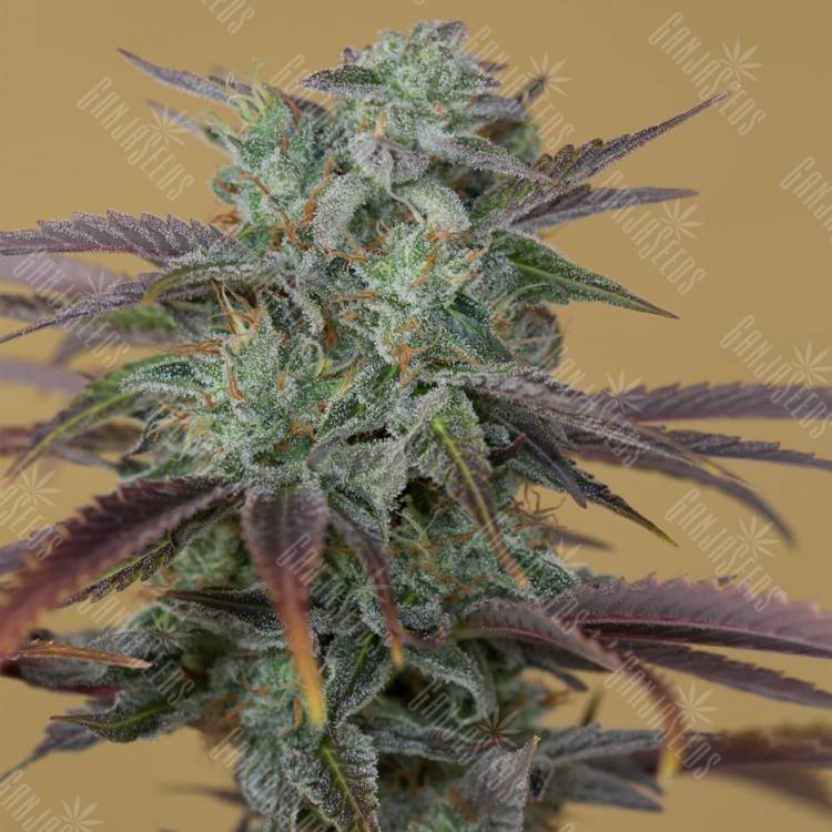 купить семена конопли Lemon Kush Headband feminised Humboldt Seeds купить семена конопли Lemon Kush Headband feminised Humboldt Seeds
