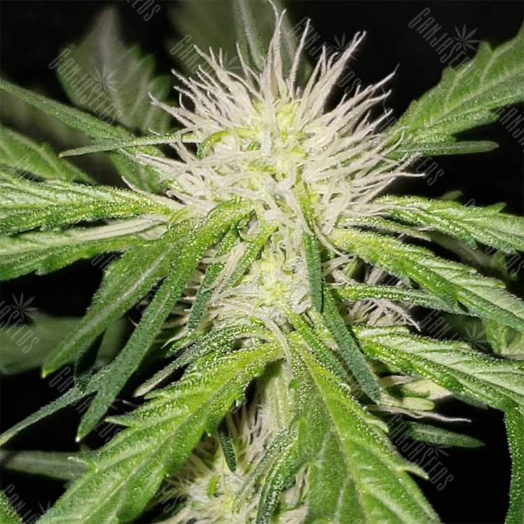 семена конопли интернет магазин Auto Bubblelicious feminised Nirvana Seeds