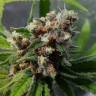 семена конопли в России Purple Queen feminised Royal Queen