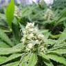 семена конопли Москва Purple Queen feminised Royal Queen