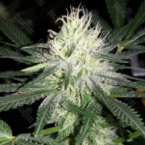 Auto Bubblelicious feminised Ganja Seeds