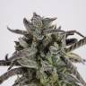 Damn Sour feminised Green House Seeds