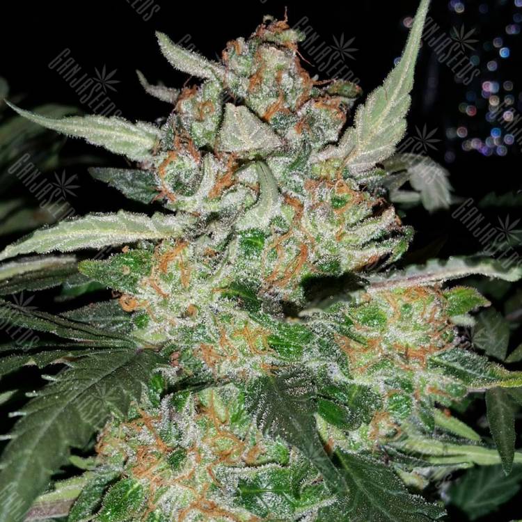 семена конопли курьером Damn Sour feminised Green House Seeds