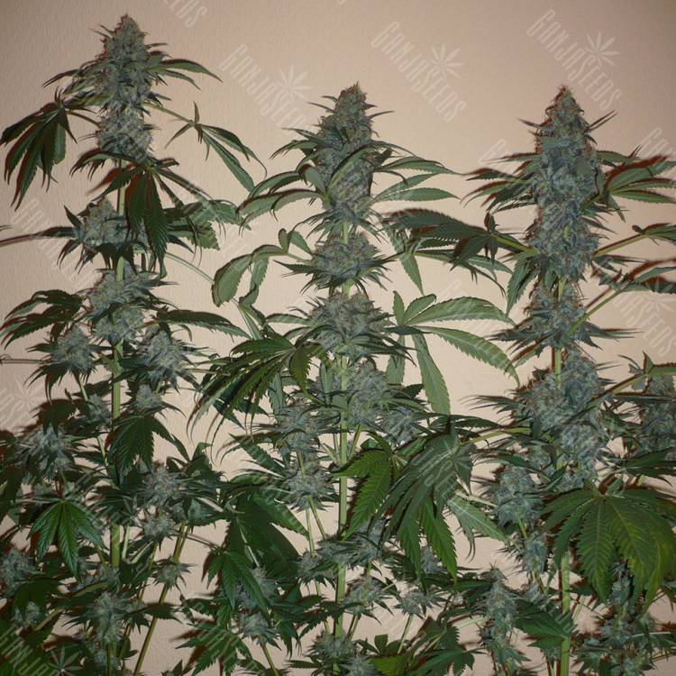 Euforia feminised Dutch Passion Seeds Euforia feminised Dutch Passion Seeds