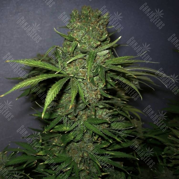 Auto Critical + feminised Dinafem Seeds