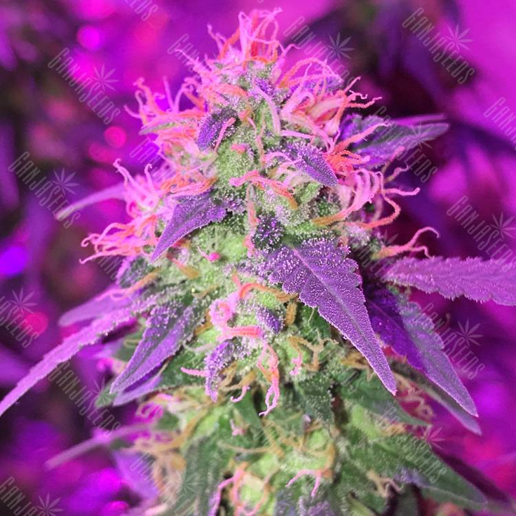 качественные семена конопли G1 regular Ganja Seeds качественные семена конопли G1 regular Ganja Seeds