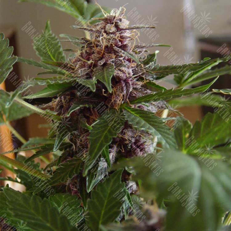 где заказать семена конопли Auto Purple Ryder regular где заказать семена конопли Auto Purple Ryder regular