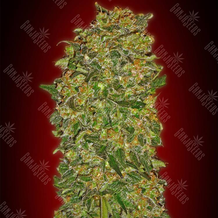 семена культурной конопли купить Female Collection №2 feminised 00 Seeds
