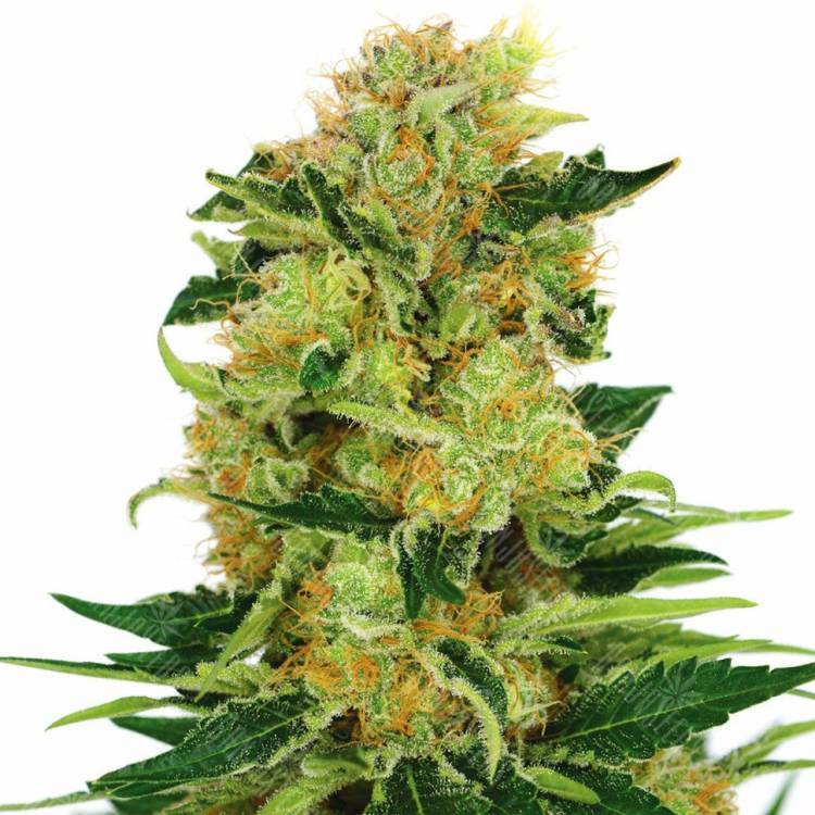 семена культурной конопли купить Pineapple Haze regular Barneys Farm семена культурной конопли купить Pineapple Haze regular Barneys Farm