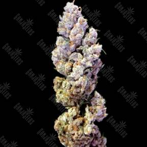 Crocketts Sour Tangie regular Crockett Family Farms