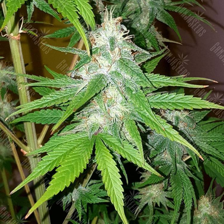 где заказать семена конопли Lemon Thai Kush feminised Humboldt Seeds где заказать семена конопли Lemon Thai Kush feminised Humboldt Seeds