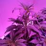 урожайные семена конопли Auto Blueberry Kush feminised Nirvana Seeds