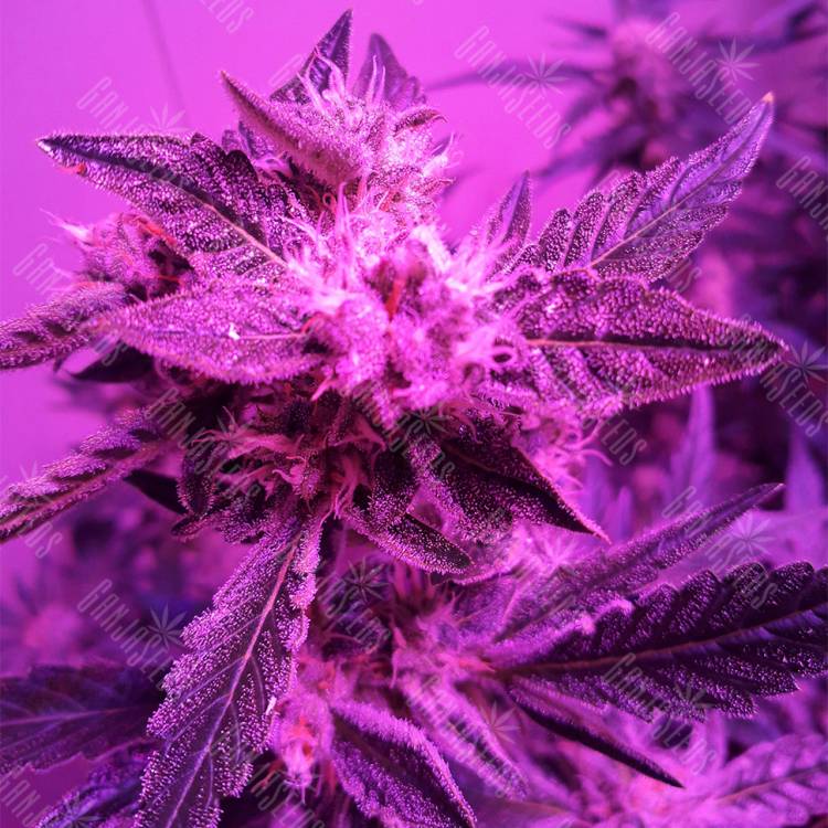 качественные семена конопли Auto Blueberry Kush feminised Nirvana Seeds