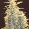 хорошие семена конопли Lennon feminised Pyramid Seeds