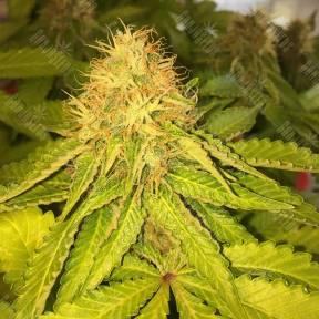 Royal AK feminised Royal Queen