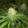 семена конопли курьером Royal AK feminised Royal Queen