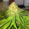 семена конопли для курения Royal AK feminised Royal Queen
