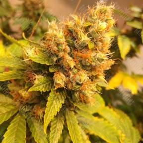 Gorilla Girl feminised Sweet Seeds