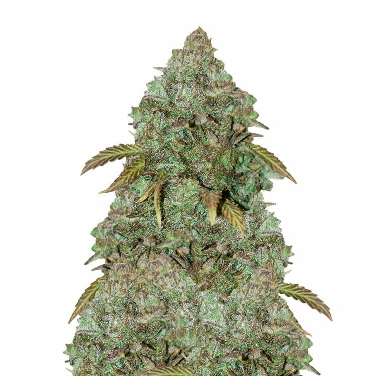 Семена конопли Auto MaxiGom feminised GanjaLiveSeeds