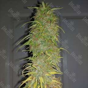 Auto Super Bud feminised Ganja Seeds