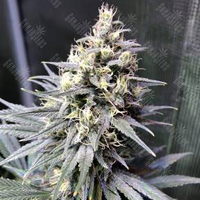 Auto Chocolope feminised Ganja Seeds
