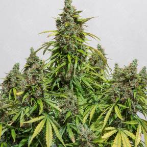 Deimos feminised Ganja Seeds