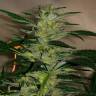 семена конопли аутдор Jack Herer feminised Green House Seeds