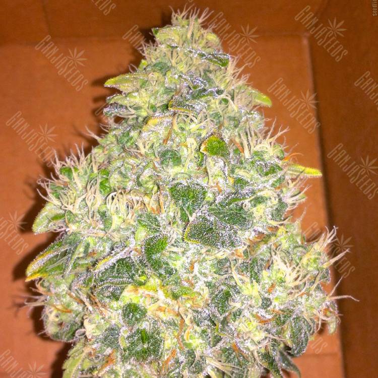 семена конопли сорта сатива Jack Herer feminised Green House Seeds