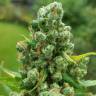 семена конопли для выращивания Jack Herer feminised Green House Seeds