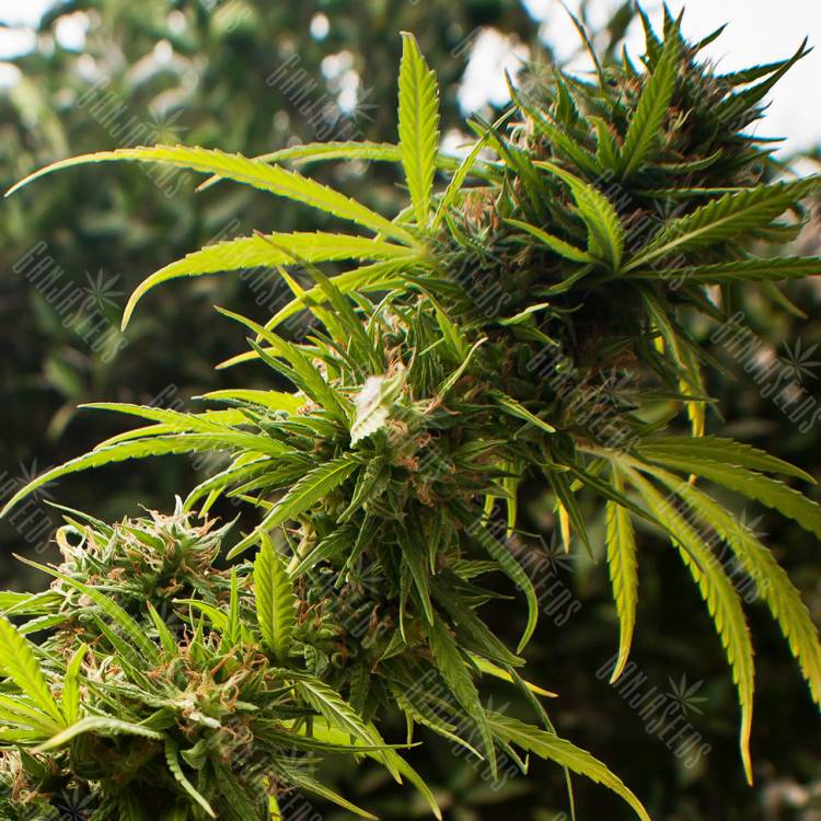 Forest Dream feminised Dutch Passion Seeds Forest Dream feminised Dutch Passion Seeds