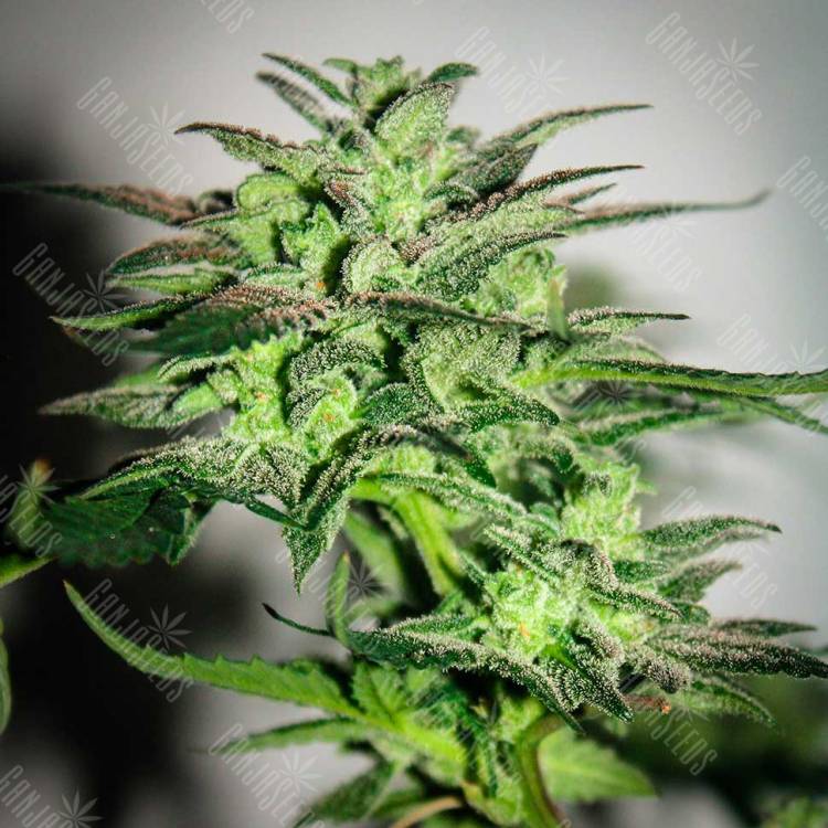 Mazar feminised Breeders Community Seeds