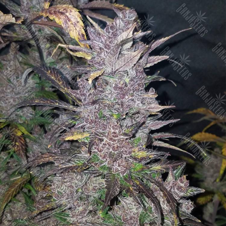 семена конопли интернет магазин Auto Blackberry feminised Fast Buds