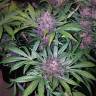 семена конопли феминизированные Auto Blackberry feminised Fast Buds