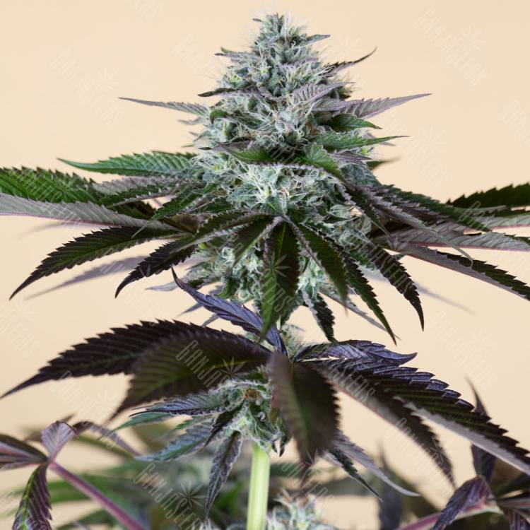 заказать качественные семена конопли Lost Coast Hash Plant feminised Humboldt Seeds