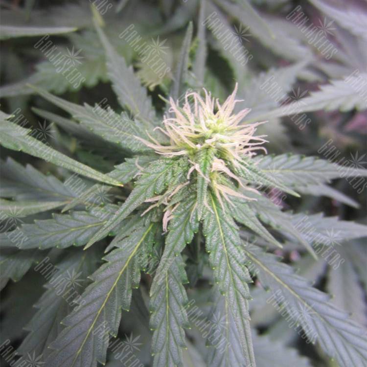семена конопли Auto Jock Horror feminised Nirvana Seeds