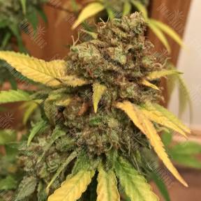 Mendocino Skunk feminised Paradise Seeds