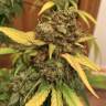 семена конопли в фирменной упаковке Mendocino Skunk feminised Paradise Seeds